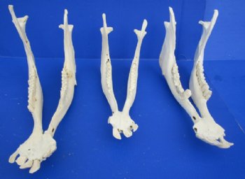 Water Buffalo Lower Jaw Bones, Mandibles <font color=red> Wholesale</font> 17 to 19 inches - 6 @ $18 each