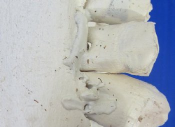 Water Buffalo Lower Jaw Bones, Mandibles <font color=red> Wholesale</font> 17 to 19 inches - 6 @ $18 each
