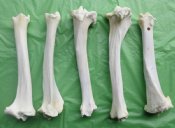 Buffalo Bones 
