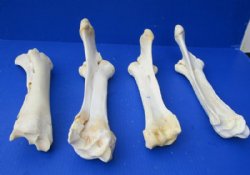 Water Buffalo Radius Bone from Front Leg 14 to 16 inches for $15.99
