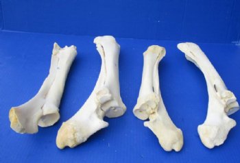 Water Buffalo Radius Bones <font color=red> Wholesale</font> from Lower Front Legs 14 to 16 inches - 10 @ $9.00 each  <font color=red> Sale</font>