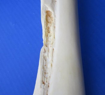 Water Buffalo Radius Bone from Front Leg 14 to 16 inches for $15.99