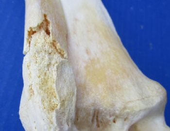 Water Buffalo Radius Bone from Front Leg 14 to 16 inches for $15.99