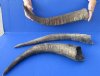 24 to 28 inches <font color=red>Wholesale</font> Raw Natural Water Buffalo Horns for Sale with rough, uneven bases and a very rustic appearance - Pack of 4 @ $23.00 each; Pack of 6 @ $20.00 each