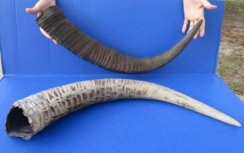 30 to 34 inches Wholesale Raw Water Buffalo Horns for Sale