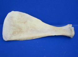 Water Buffalo Shoulder Blade Bones, Scapula 13 to 16 inches  - 2 @ $13.60 each