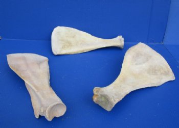 Water Buffalo Shoulder Blade Bones, Scapula 13 to 16 inches  - 2 @ $13.60 each