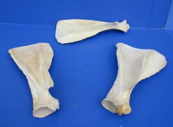 Water Buffalo Shoulder Blade Bones, Scapula 13 to 16 inches  - 2 @ $13.60 each