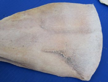 Water Buffalo Shoulder Blade Bones, Scapula 13 to 16 inches  - 2 @ $13.60 each