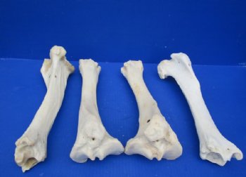 Water Buffalo Tibia Bone from Mid Section Back Leg 13 to 14 inches for $15.99 each