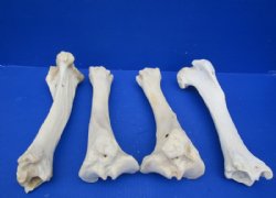 Water Buffalo Tibia Leg Bones 13 to 14 inches <font color=red> Wholesale</font>, - 10 @ $9.00 each  <font color=red> Sale</font>