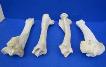 Water Buffalo Tibia Bone from Mid Section Back Leg 13 to 14 inches for $15.99 each