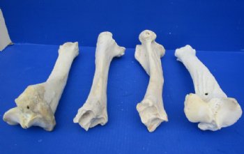 Water Buffalo Tibia Leg Bones 13 to 14 inches <font color=red> Wholesale</font>, - 10 @ $9.00 each  <font color=red> Sale</font>