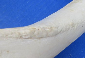 Water Buffalo Tibia Bone from Mid Section Back Leg 13 to 14 inches for $15.99 each