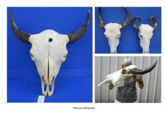 Buffalo Skulls, Bison and Water Buffalo
