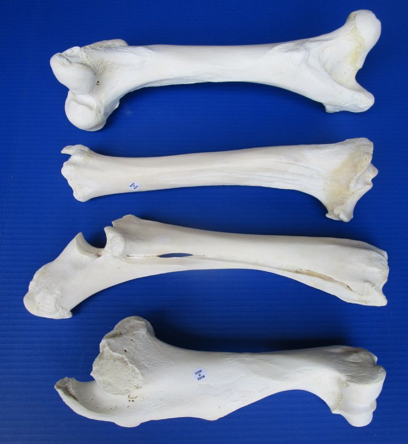 11 to 15 inches Wholesale Buffalo Leg Bones for Sale, Tibia, Femur, Radius, 11 to 15 inches Wholesale Buffalo Leg Bones for Sale, Tibia, Femur, Radius,