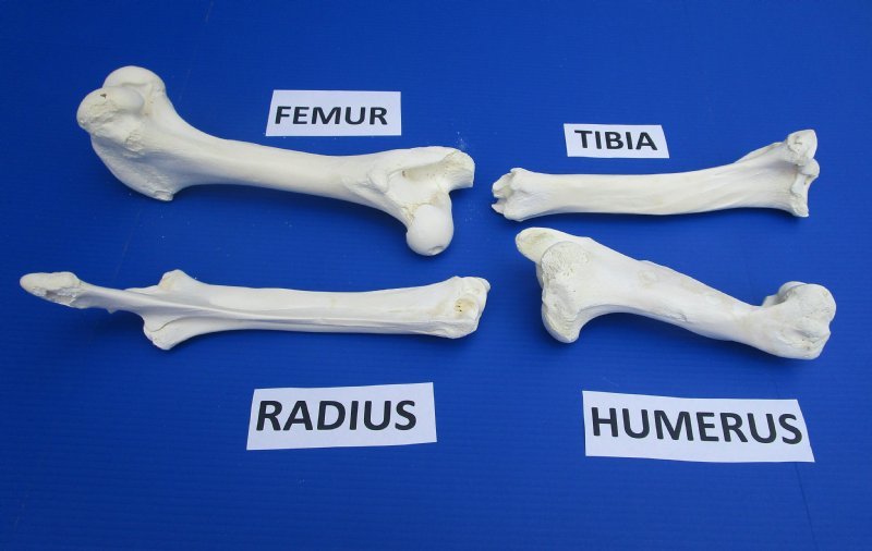 4 Piece Set, Buffalo Leg Bones Wholesale, Tibia, Femur, Radius and Humerus