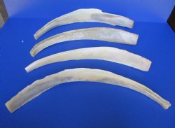 16 to 23 inches Water Buffalo Rib Bones <font color=red> Wholesale</font> - 14 @ $7 each