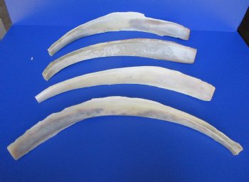 Water Buffalo Rib Bones for Sale 16 to 23 inches - 2 @ $12.80 each