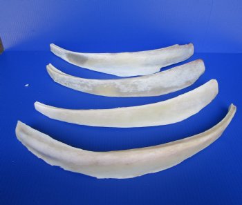 Water Buffalo Rib Bones for Sale 16 to 23 inches - 2 @ $12.80 each