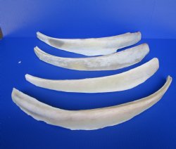 Water Buffalo Rib Bones for Sale 16 to 23 inches - 2 @ $12.80 each