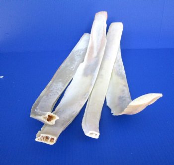 Water Buffalo Rib Bones for Sale 16 to 23 inches - 2 @ $12.80 each