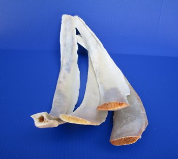 Water Buffalo Rib Bones for Sale 16 to 23 inches - 2 @ $12.80 each