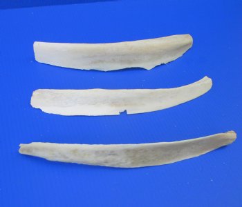 9 to 15 inches Water Buffalo Rib Bones <font color=red> Wholesale</font> - 20 @ $4.50 eaach