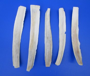 9 to 15 inches Water Buffalo Rib Bones <font color=red> Wholesale</font> - 20 @ $4.50 eaach