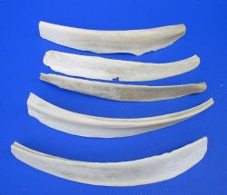 9 to 15 inches Water Buffalo Rib Bones <font color=red> Wholesale</font> - 20 @ $4.50 eaach
