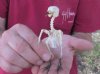 4 to 4-1/2 inches tall Complete Yellow Vented Bulbul Bird Skeleton for Sale - Pack of 1 @ $59.99 each