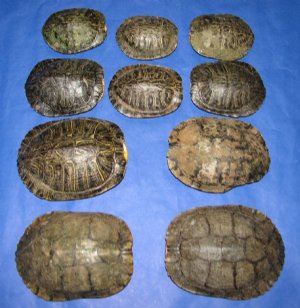 Red Eared Slider Turtle Shell