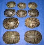Red Eared Slider Turtle Shells