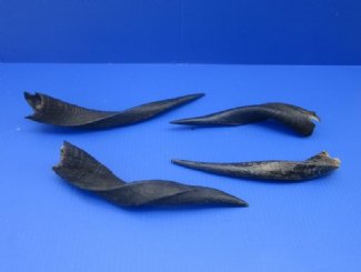Bushbuck Horns