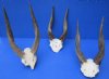 Wholesale African Cape Bushbuck Skull Plate with 12 to 16 inches Horns - Case of 3 @ $36.00 each