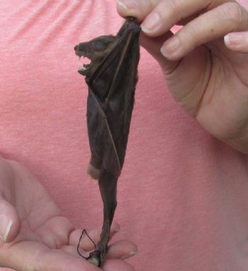 Preserved, Mummified Lessor Short-Nosed Fruit Bat for Sale - $41.99