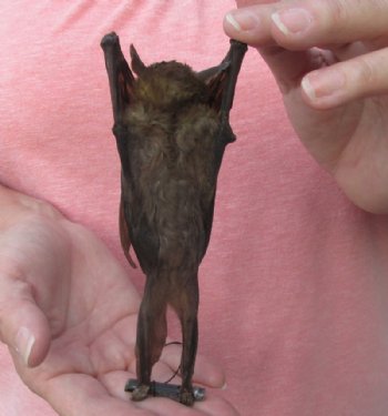Preserved, Mummified Lessor Short-Nosed Fruit Bat for Sale - $41.99