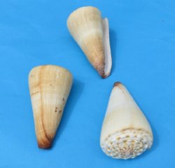 2-1/2 to 2-7/8 inches Small Knobby Top Cone Shells  -  12 @ .50 each