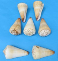 Medium Knobby-Top Cone Shells - <font color=red> 3 to 3-7/8 inches </font>$7.65<font color=red> 4 to 4-1/2 inches </font> $11.55 a dz