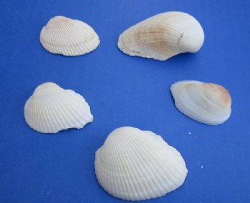 1 to 2-1/2 inches Cardium Edule Cockle Shells- $3.50 a kilo; 3 @  $2.75 a kilo