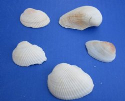 1 to 2-1/2 inches Cardium Edule Cockle Shells- $3.50 a kilo; 3 @  $2.75 a kilo