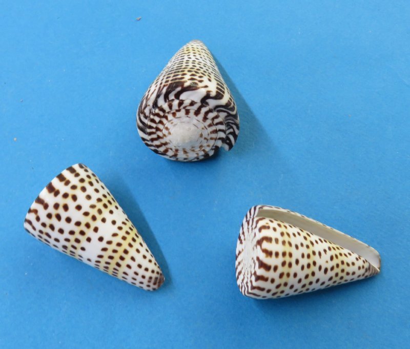 Small Lettered Cones Shells in Bulk 2 to 27/8 inches Bag of 12 .45 each