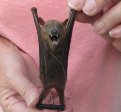 Preserved, Mummified Minute Fruit Bat <font color=red> Wholesale</font> in Natural Upside Down Position (Cynopterus Minutus) - 4 @ $28 each