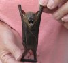 Wholesale Preserved, Mummified Minute Fruit Bat in Natural Upside Down Position (Cynopterus Minutus) - Case of 5 @ $19.00 each