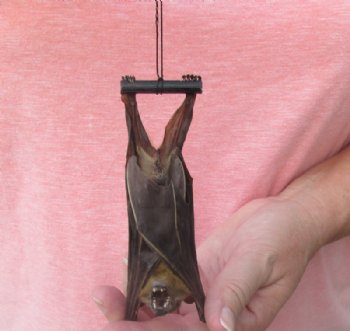 Mummified Minute Fruit Bats, in a natural upside down position -  $41.99