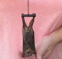 Preserved, Mummified Minute Fruit Bat <font color=red> Wholesale</font> in Natural Upside Down Position (Cynopterus Minutus) - 4 @ $26 each