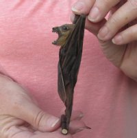 Preserved, Mummified Minute Fruit Bat <font color=red> Wholesale</font> in Natural Upside Down Position (Cynopterus Minutus) - 4 @ $26 each