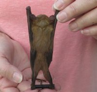 Preserved, Mummified Minute Fruit Bat <font color=red> Wholesale</font> in Natural Upside Down Position (Cynopterus Minutus) - 4 @ $26 each