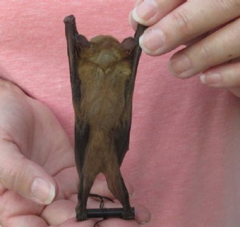 Mummified Minute Fruit Bats, in a natural upside down position -  $41.99