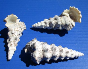 2-1/4 to 3-1/2 inches Cerithium Nodulosum Shells for Sale -  $3.60 a kilo; 3 @  $3.20 a kilo